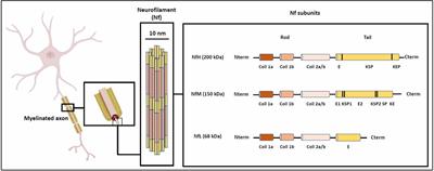 Neurofilaments contribution in clinic: state of the art